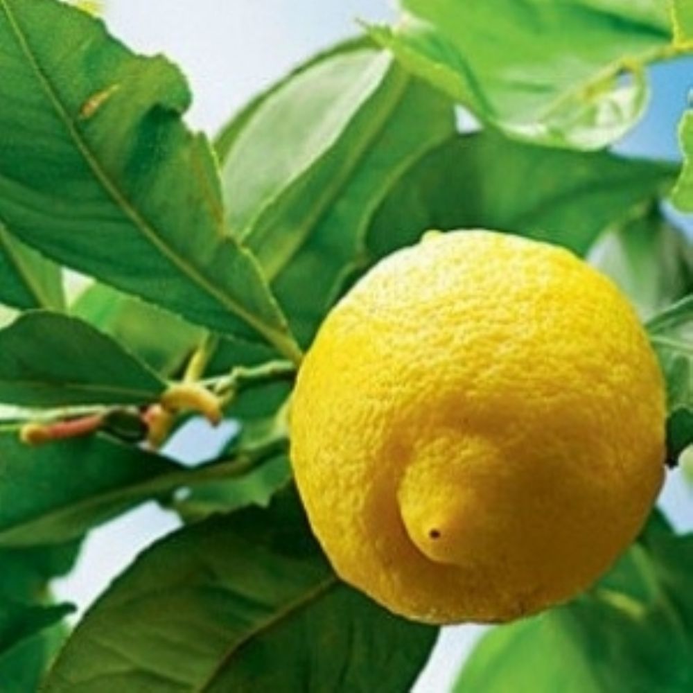 Limão Siliciano.jpg